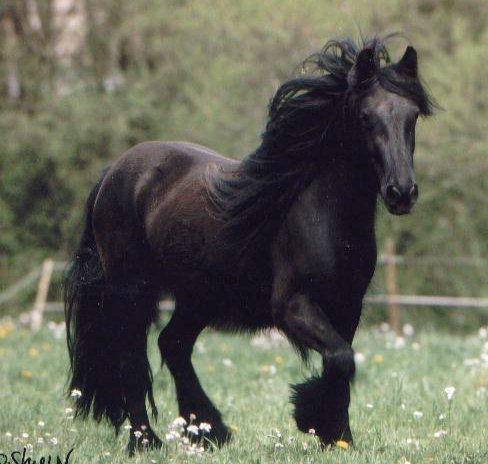 fellpony